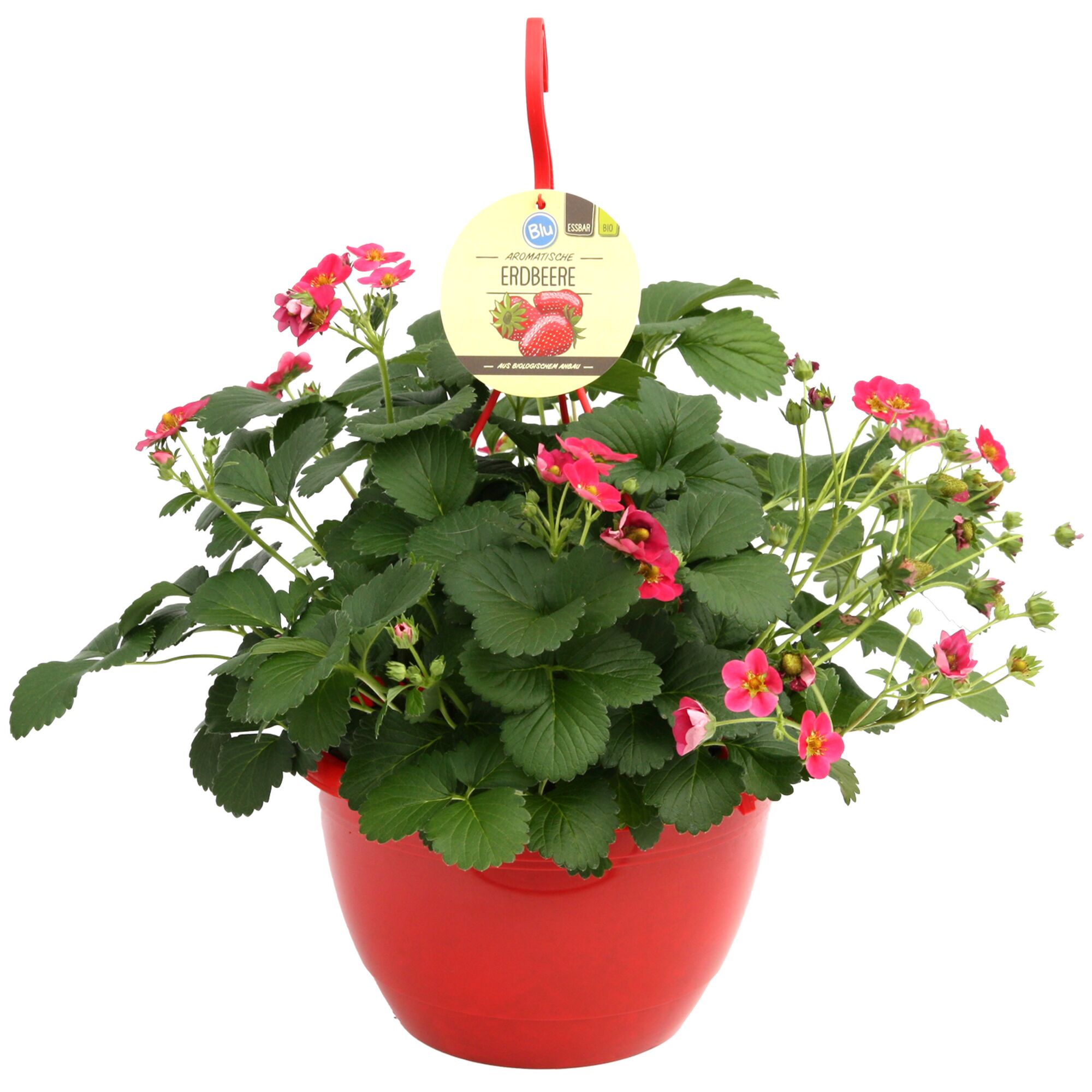 Erdbeerpflanze mit rosa Blüten im roten Topf