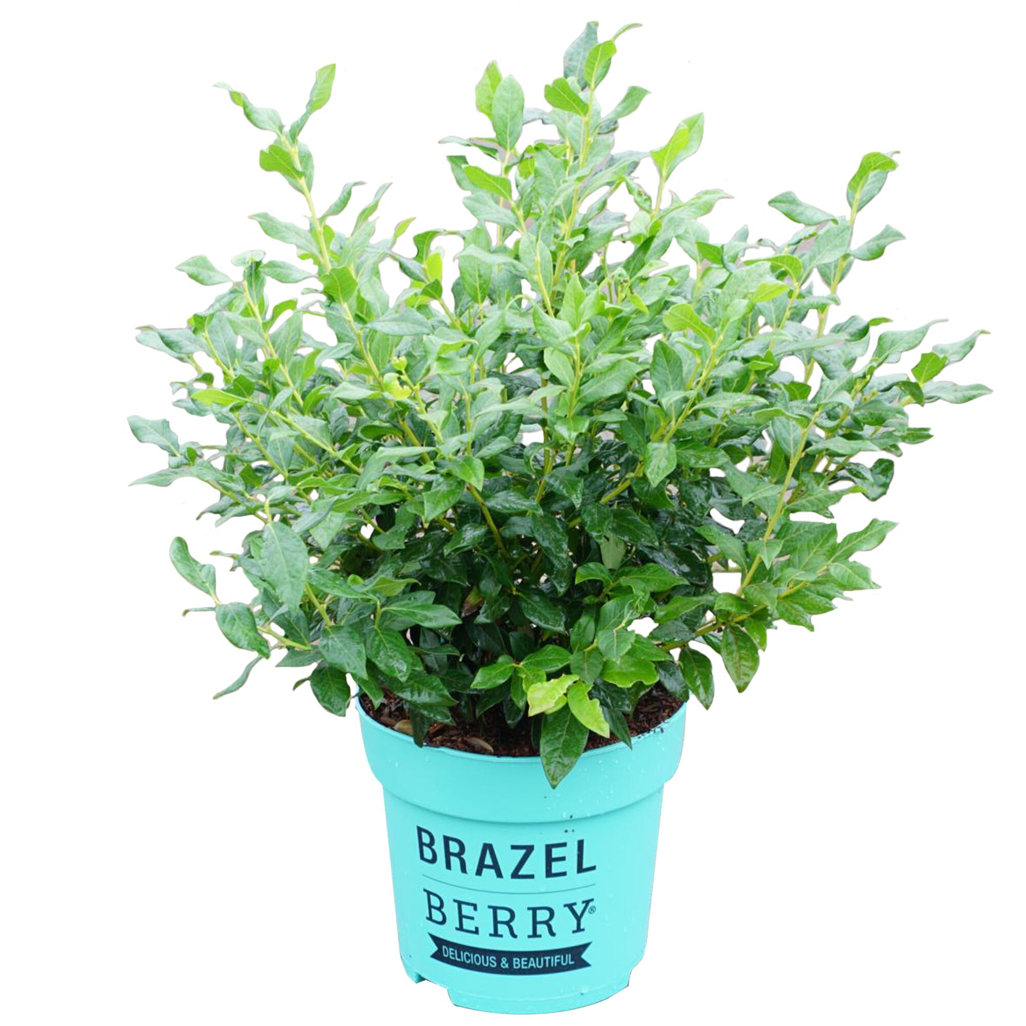 Heidelbeerpflanze Brazel Berry im Topf