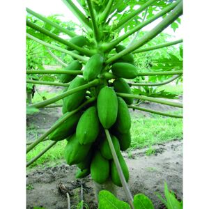 Naturtalent by toom® Bio Papaya 'Sunnybees' 19 cm Topf