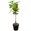 Feigenbaum im Topf