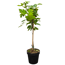 Feigenbaum 80 cm, 20 cm Topf