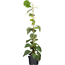 Kiwi 80 cm, 20 cm Topf
