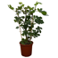 Feigenbaum am Spalier 20 cm Topf