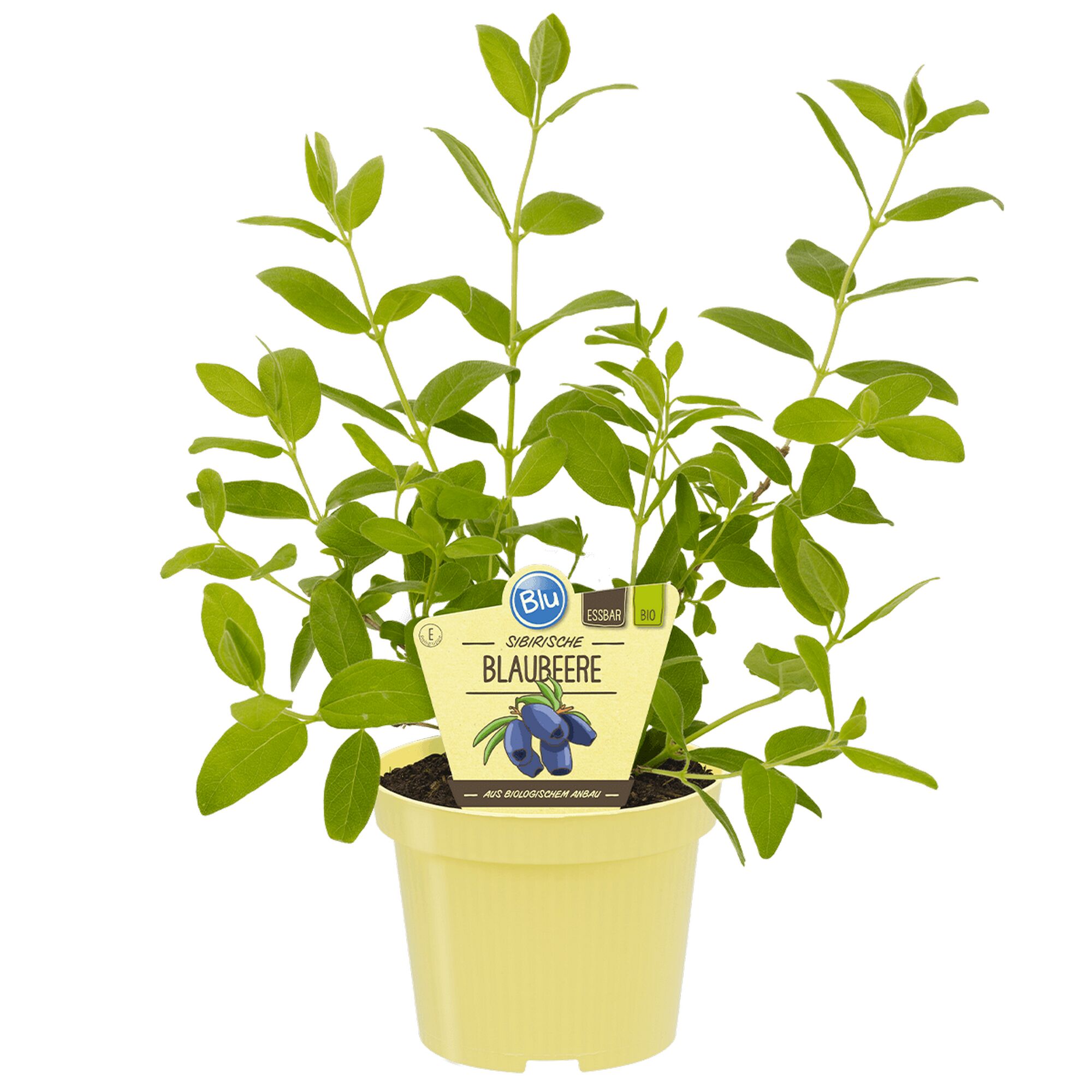 Sibirische Blaubeere im Topf