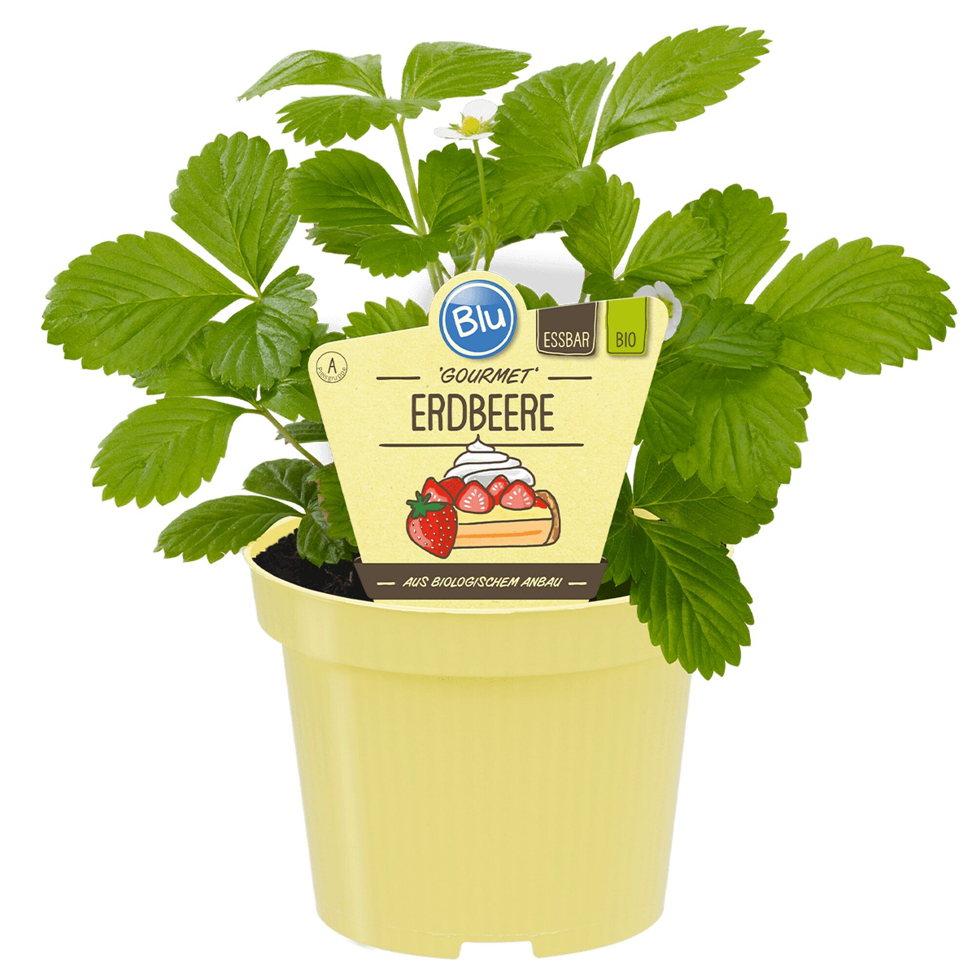Bio-Erdbeerpflanze im Topf