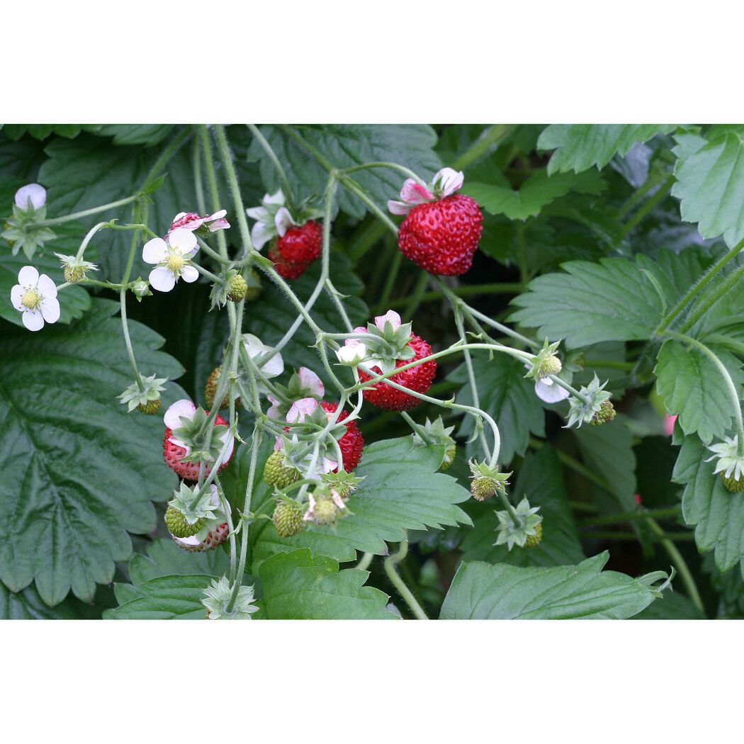 Erdbeeren an einer Pflanze