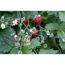 Erdbeeren an einer Pflanze