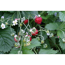 Verkleinertes Bild von Bio-Erdbeere Gourmet 'Mignonette' 12 cm Topf
