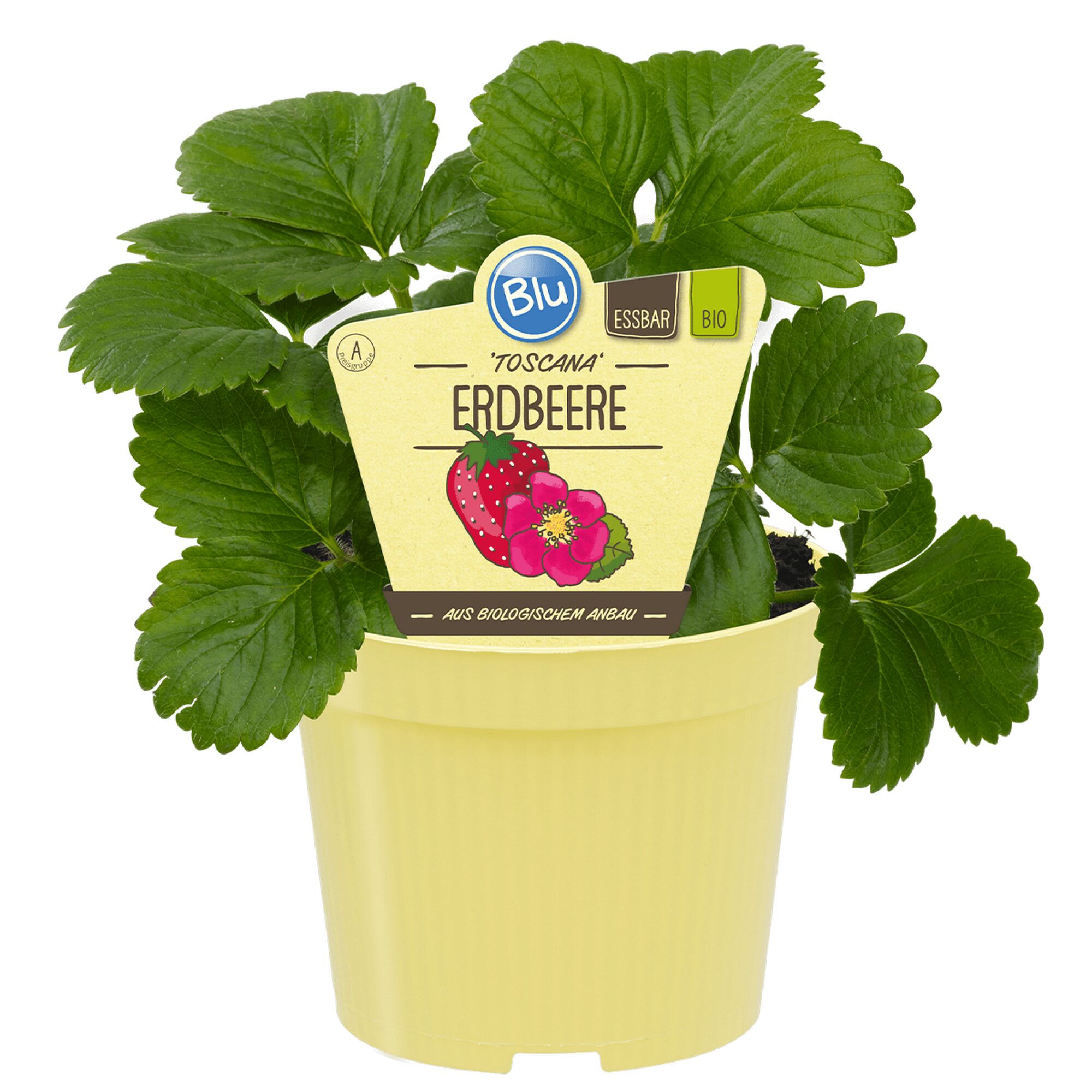 Bio-Erdbeerpflanze im Topf