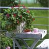 Blühende Erdbeerpflanze mit Erdbeeren
