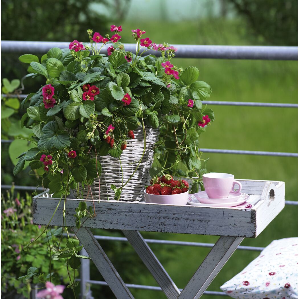 Blühende Erdbeerpflanze mit Erdbeeren
