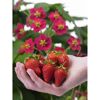 Hand hält Erdbeeren vor Erdbeerpflanze