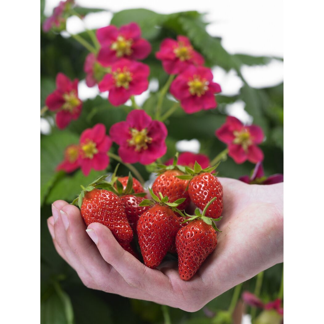 Hand hält Erdbeeren vor Erdbeerpflanze