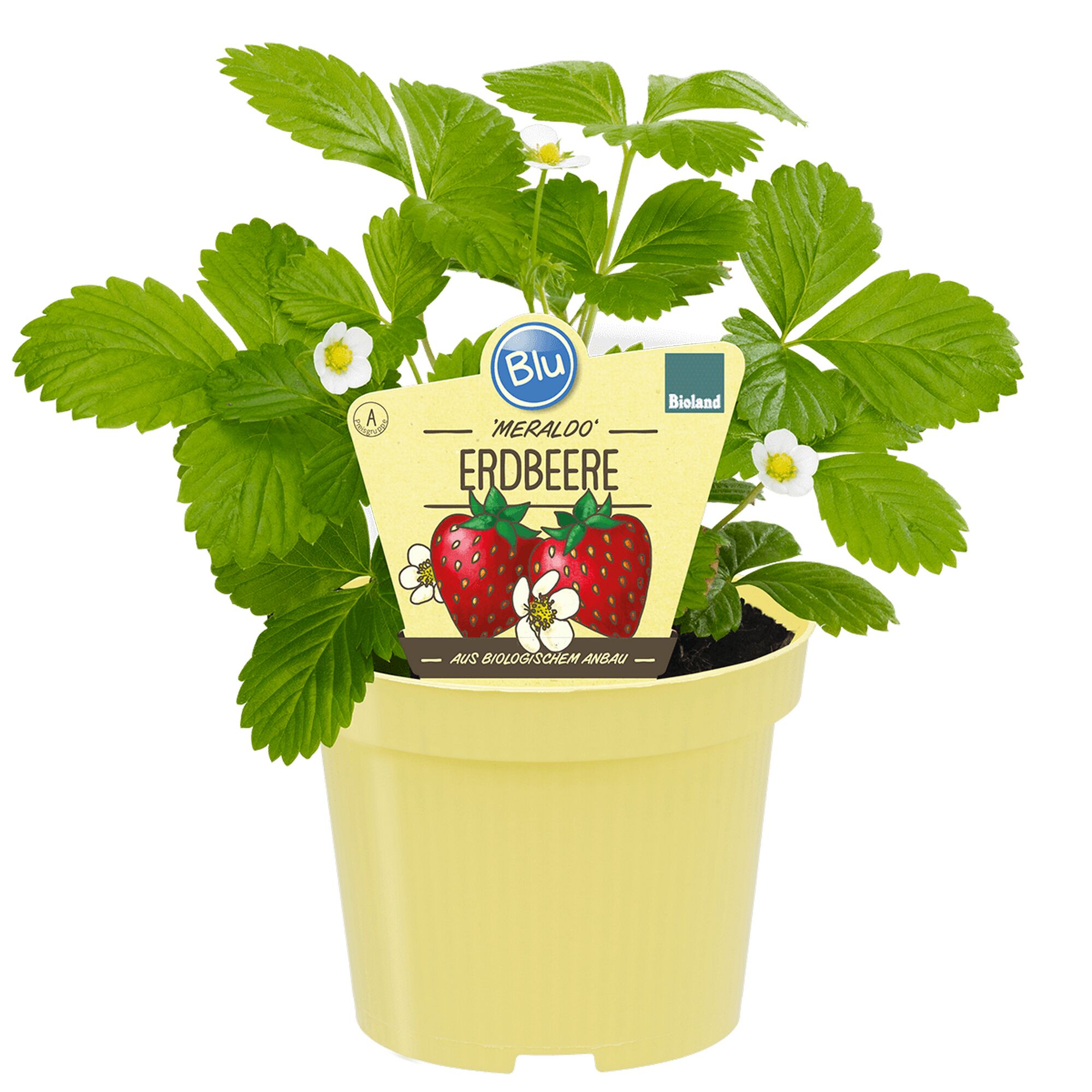 Erdbeerpflanze im Topf