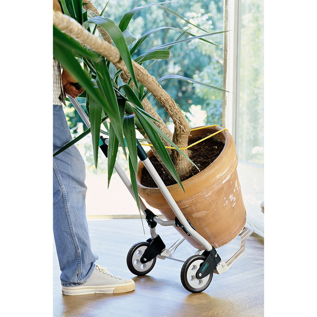 Person transportiert große Pflanze mit Transportkarre.