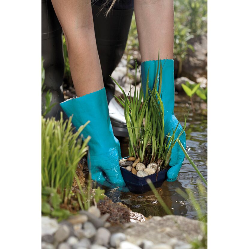 Person mit blauen Handschuhen setzt Pflanze in Teich