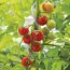 Tomatenpflanze mit Spiralstab