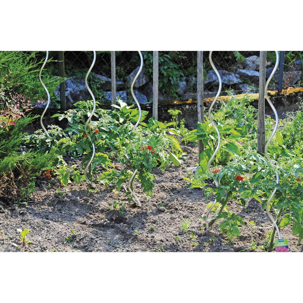 Tomatenpflanzen ranken an Spiralstäben