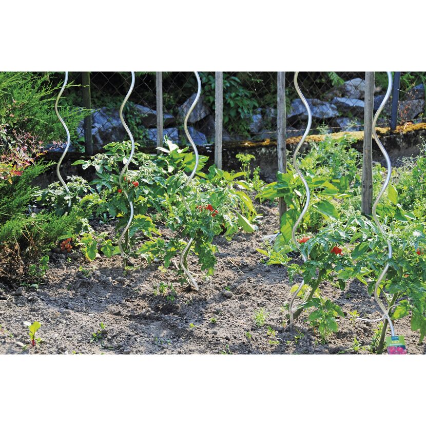 Tomatenpflanzen ranken an Spiralstäben