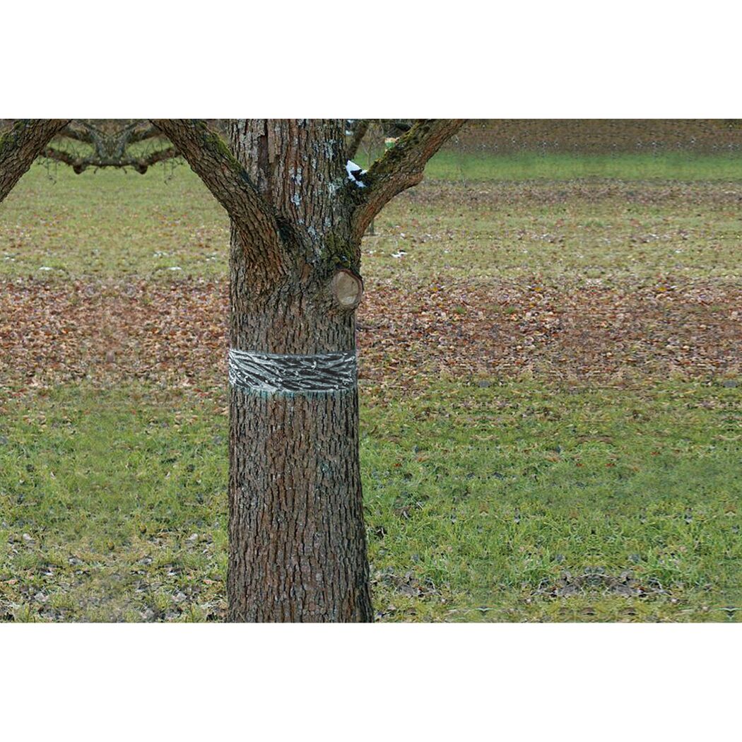 Raupen- und Ameisenleimring 'Natural Control' 5 x 500 cm