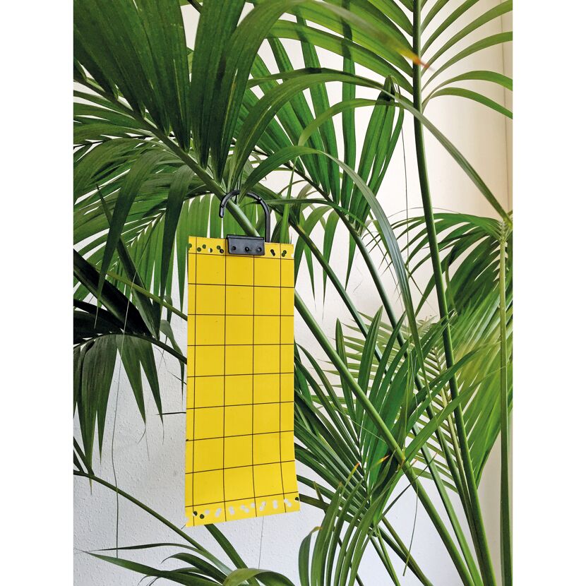 Insekten-Klebetafeln gelb 5 Stück