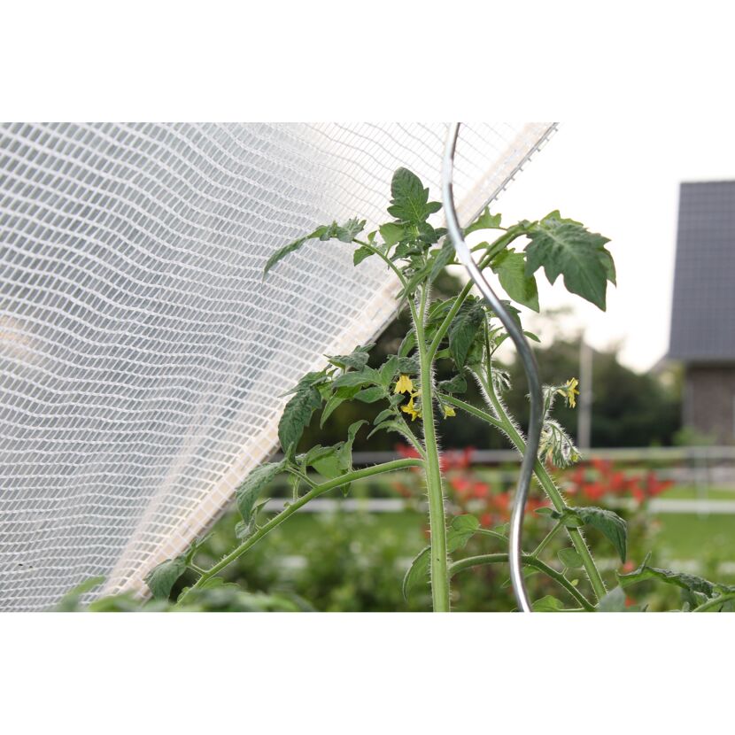 Tomatenpflanze mit gelben Blüten im Gewächshaus