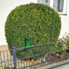 Buchsbaumzunslerfalle an einem Buchsbaum