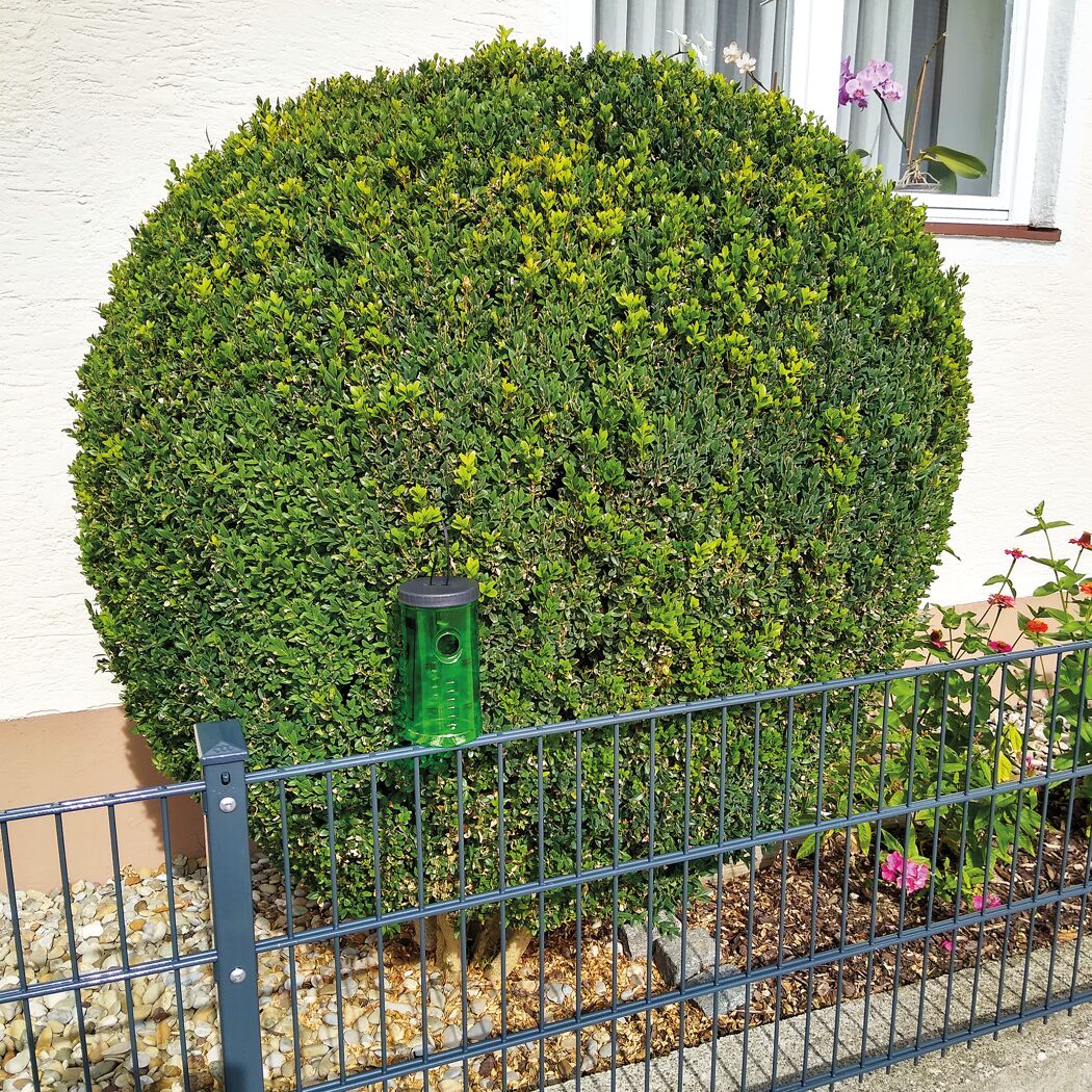 Buchsbaumzunslerfalle an einem Buchsbaum