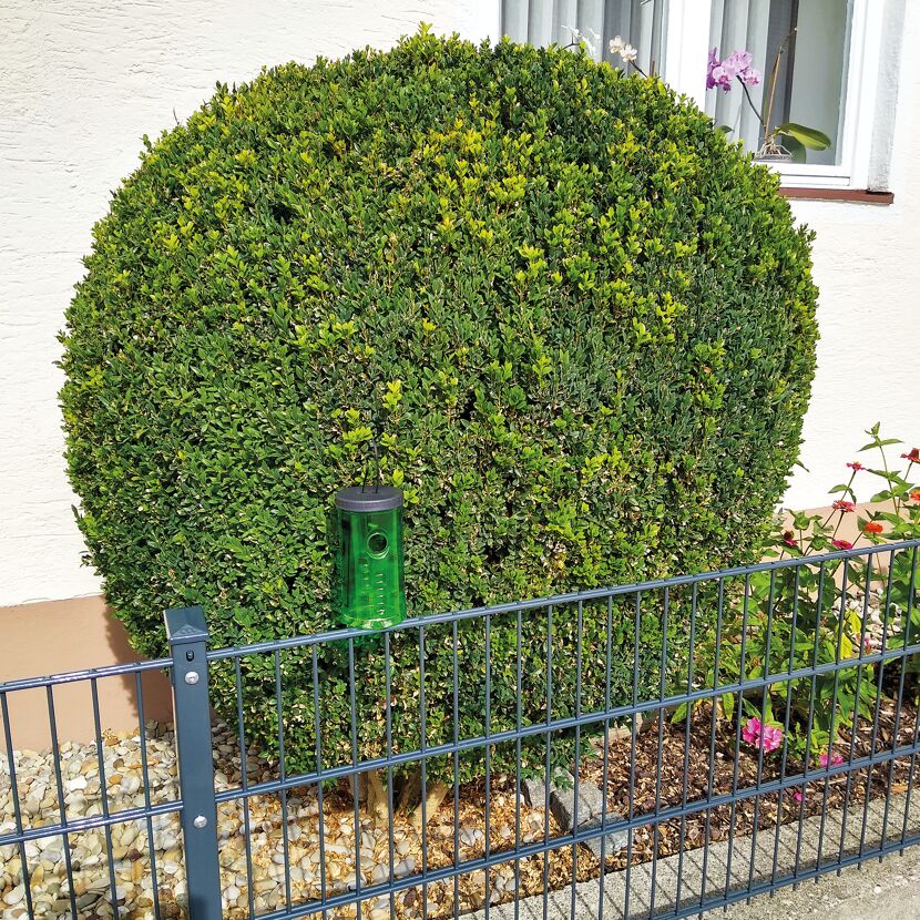 Buchsbaumzunslerfalle an einem Buchsbaum