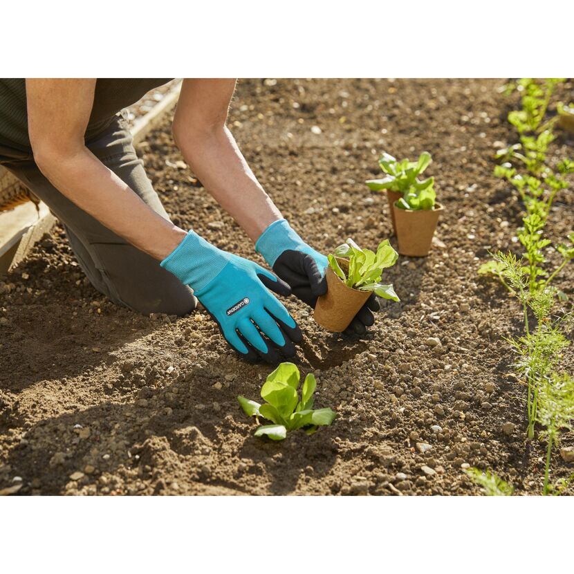 Person pflanzt mit Gartenhandschuhen Salatsetzlinge.