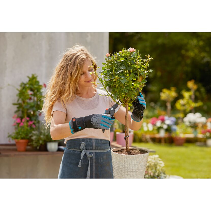 Person schneidet mit Gartenschere Rosen zurück