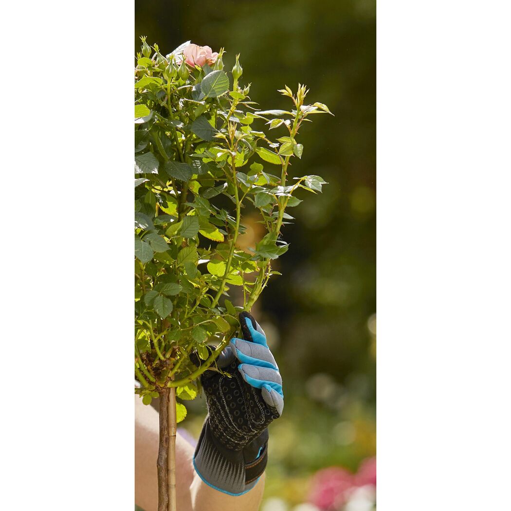 Person mit Gartenhandschuh hält Rosenzweig