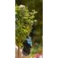 Person mit Gartenhandschuh hält Rosenzweig