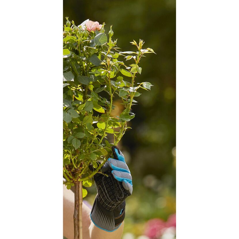 Person mit Gartenhandschuh hält Rosenzweig