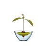 Avocadokern mit Avocadokeimling in Schale mit Wasser