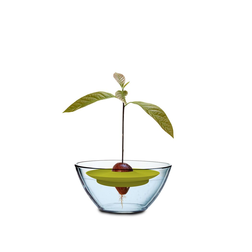 Avocadokern mit Avocadokeimling in Schale mit Wasser