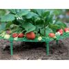 Erdbeerpflanze mit Erdbeeren auf einem Erdbeerreifer