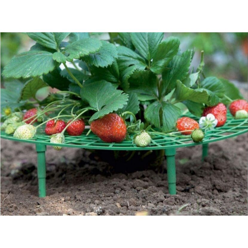Erdbeerpflanze mit Erdbeeren auf einem Erdbeerreifer