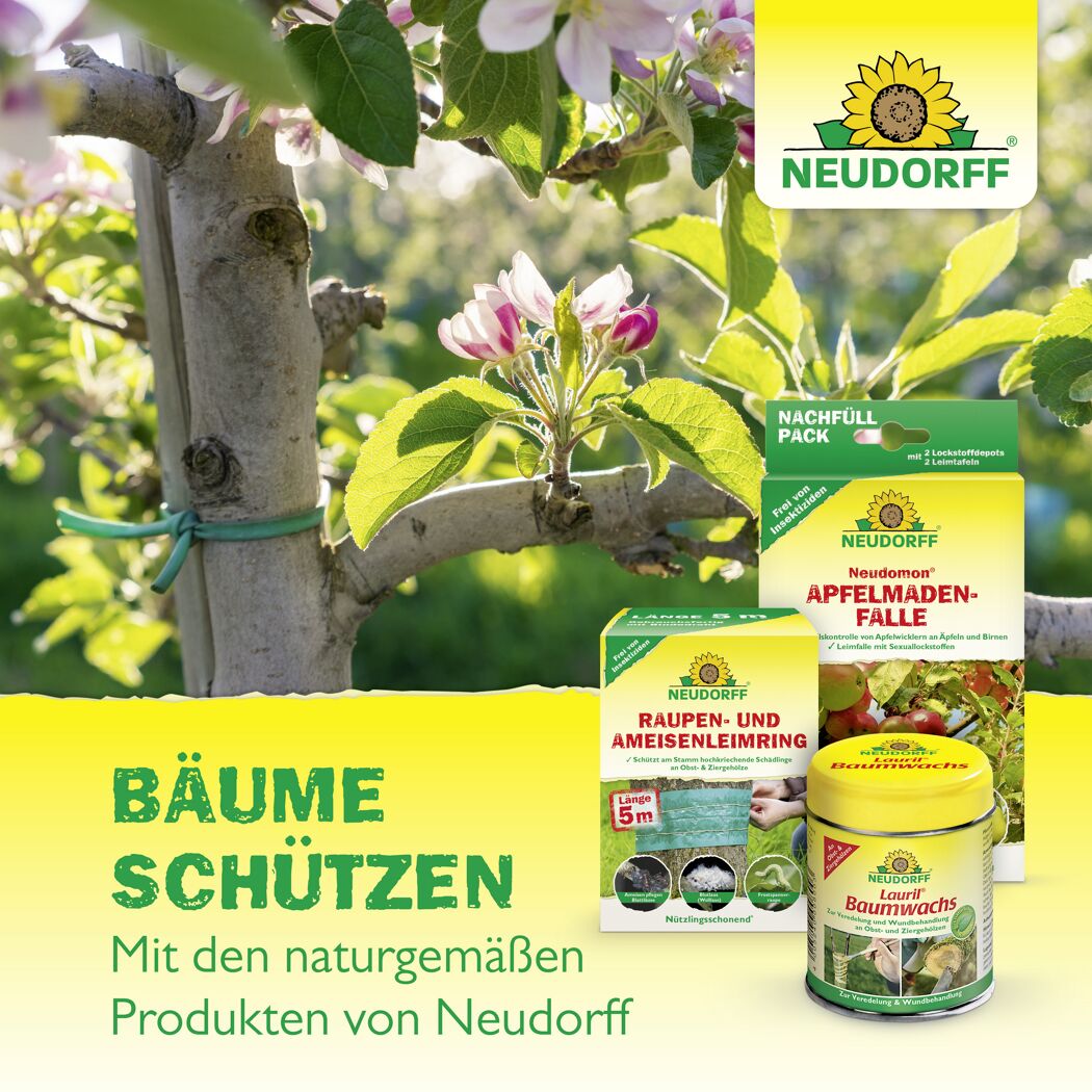 Aurum Insektenleim  125 g