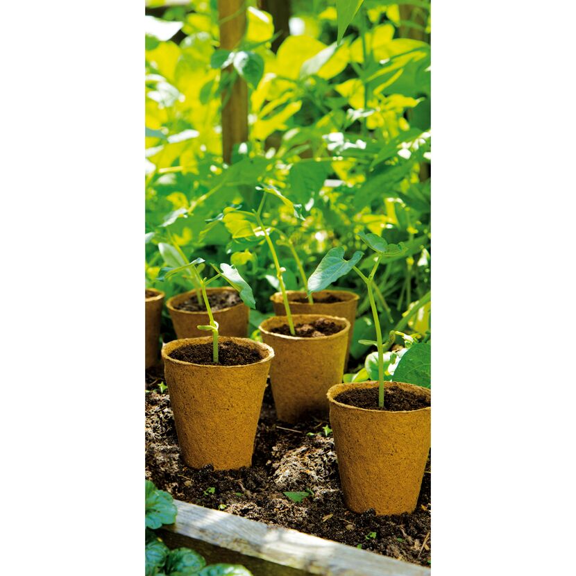 Tomatensetzlinge in Anzuchtstöpfen
