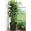 Tomatenpflanze mit Rankhilfe im Topf