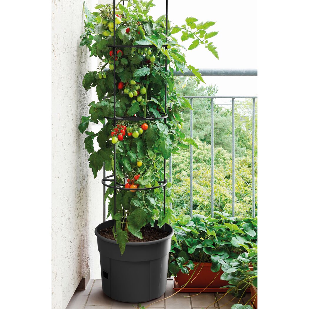 Tomatenpflanze mit Rankhilfe im Topf