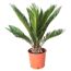 Cycas Revoluta, Palmfarn in Topf