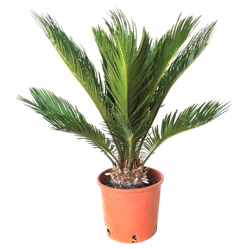 Cycas Revoluta, Palmfarn in Topf