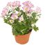 Chrysantheme in Sonderfarben 14 cm Topf