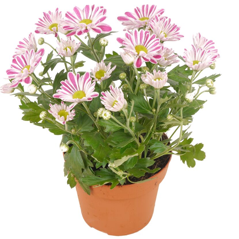 Chrysantheme in Sonderfarben 14 cm Topf