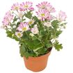 hauptbild