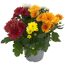 Chrysantheme in Sonderfarben 14 cm Topf