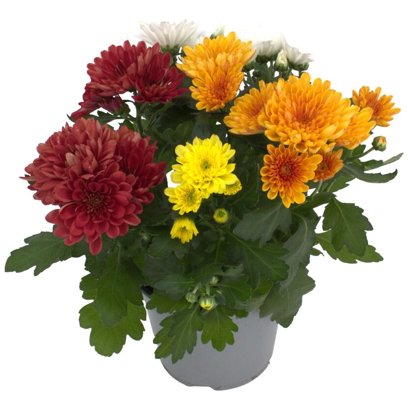 Chrysantheme in Sonderfarben 14 cm Topf