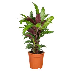 Grünpflanzen 60 cm verschiedene Sorten, 17 cm Topf
